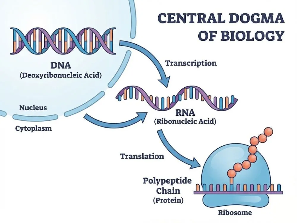 A diagram showing the flow of genetic information from DNA to RNA to Polypeptide, illustrating the Central Dogma of Biology.
