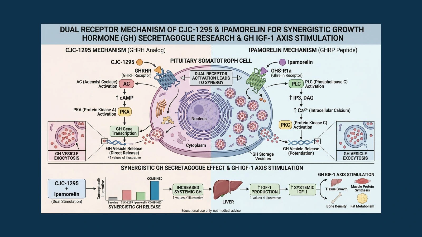 Side by side comparison diagram of CJC-1295 GHRH analog and ipamorelin GHRP peptide showing dual receptor mechanism on pituitary somatotroph cells for synergistic growth hormone secretagogue research and GH IGF-1 axis stimulation