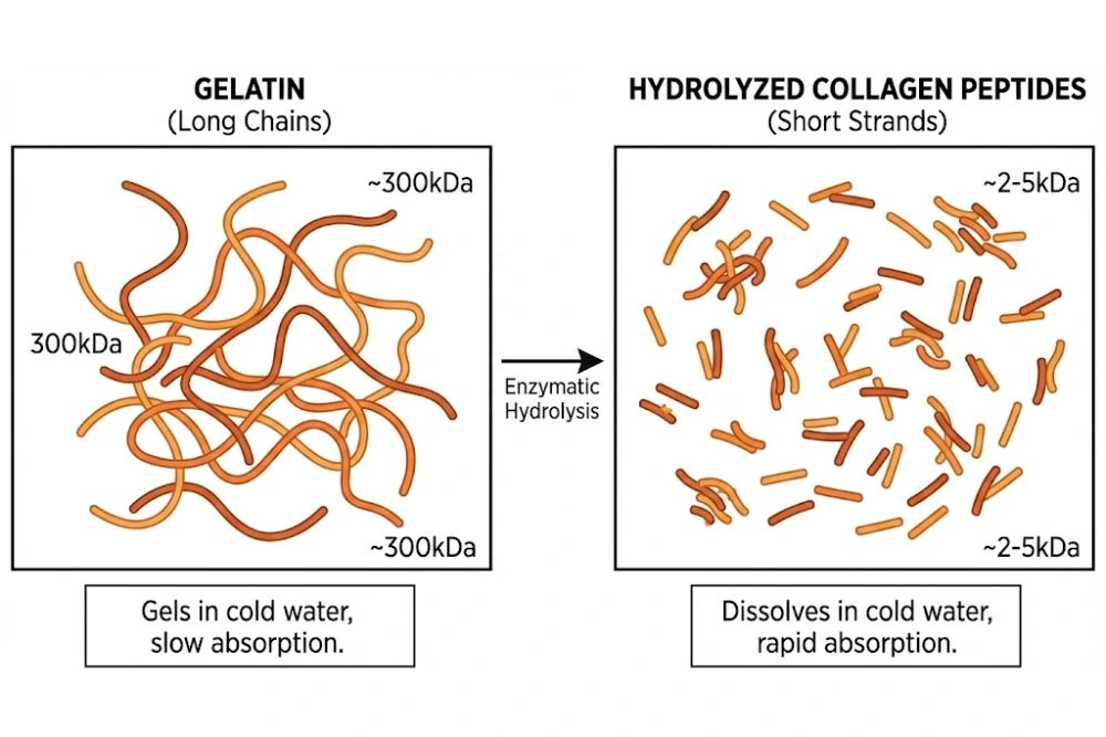 A comparison diagram showing the molecular size difference between the long chains of gelatin and the short, chopped strands of hydrolyzed collagen peptides.