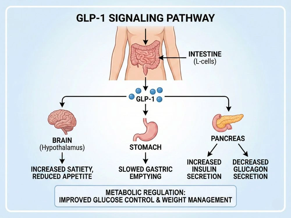 Scientific diagram illustrating the GLP-1 signaling pathway and its effects on the brain, stomach, and pancreas for metabolic regulation.