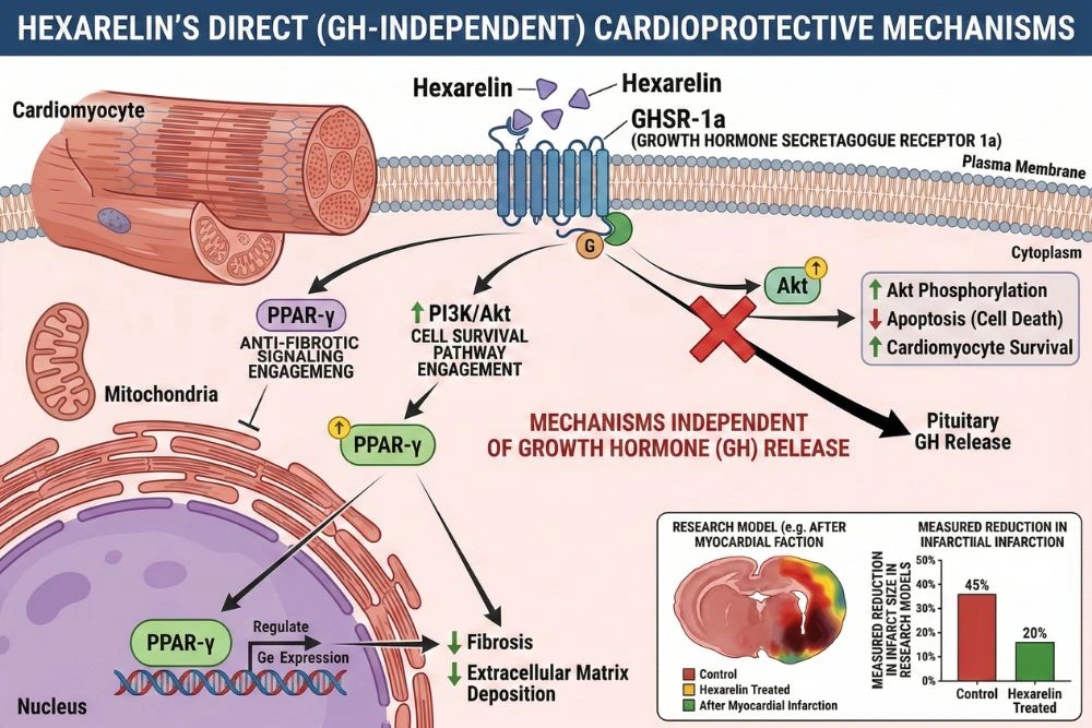 Scientific diagram illustrating hexarelin's direct cardioprotective mechanisms showing GHSR-1a receptor activation on cardiomyocytes, PI3K/Akt cell survival pathway engagement, PPAR-gamma anti-fibrotic signaling, and measured reduction in infarct size in research models independent of growth hormone release.