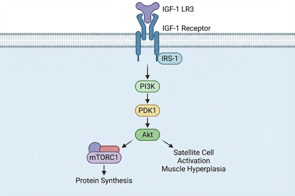 Detailed molecular pathway diagram showing IGF-1 LR3 binding to IGF-1 receptors, activating IRS-1, PI3K, PDK1, and Akt to trigger mTORC1 protein synthesis and satellite cell activation for muscle hyperplasia.