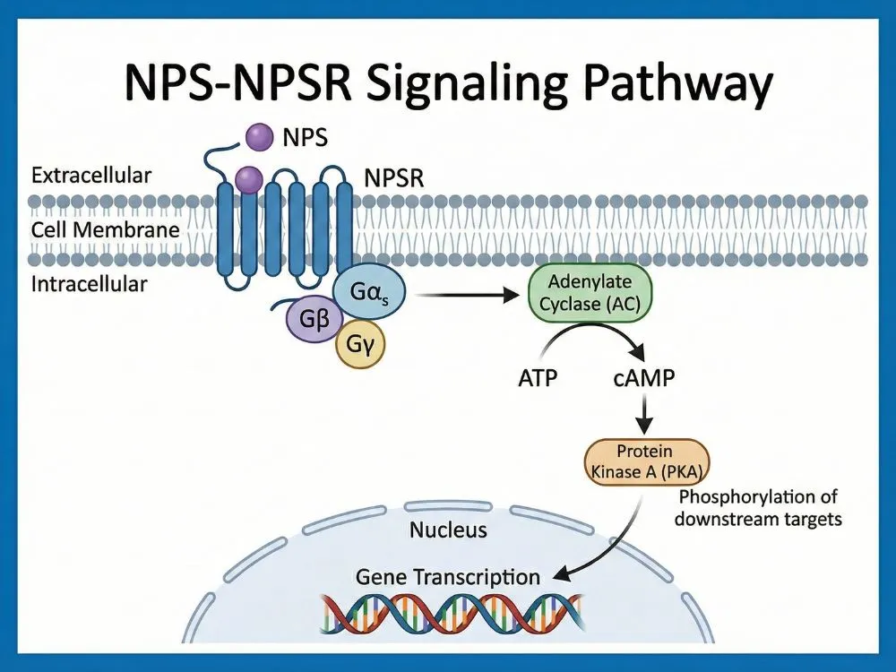 Scientific diagram illustrating the signaling pathway of Neuropeptide S and its interaction with the G protein-coupled receptor NPSR.