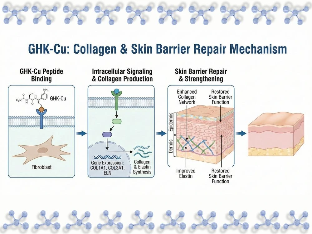 Scientific diagram showing the mechanism of GHK-Cu in stimulating collagen production and repairing the skin barrier.