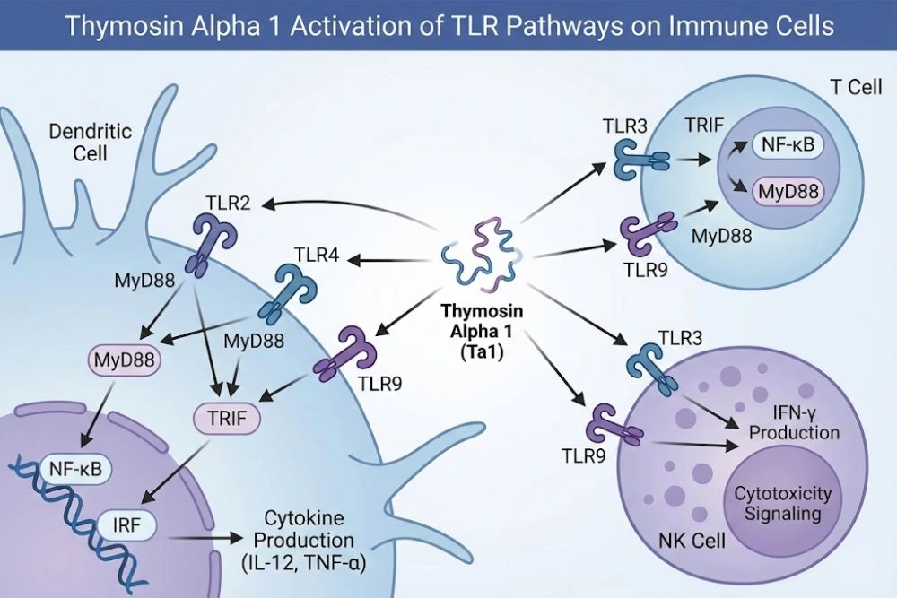 Scientific diagram showing Thymosin Alpha 1 activating TLR2, TLR3, TLR4, and TLR9 receptors on dendritic cells, T cells, and NK cells, triggering downstream immune signaling cascades.